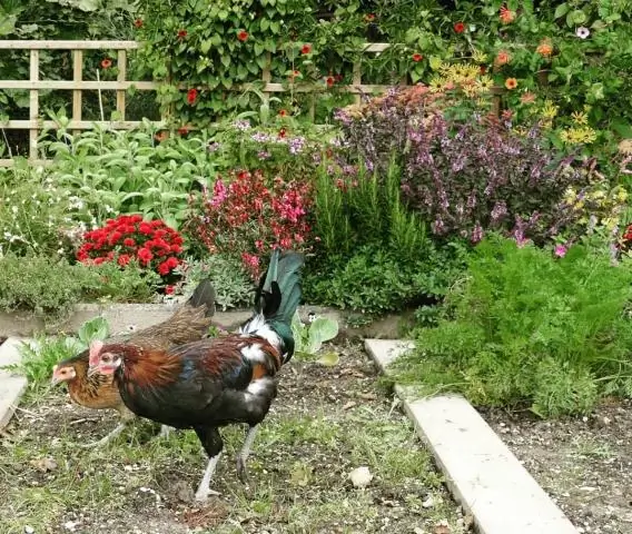 Насколько большой вам нужен огород для кур?