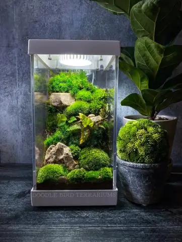 Как обустроить террариум?