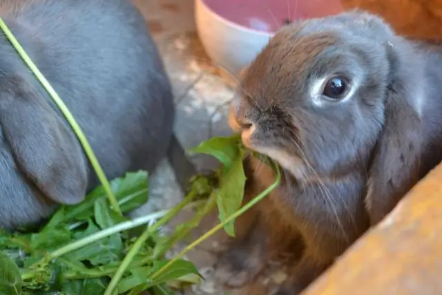 Как избавиться от мышей в сарае?