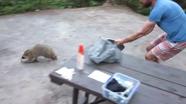 Как чистить енота?