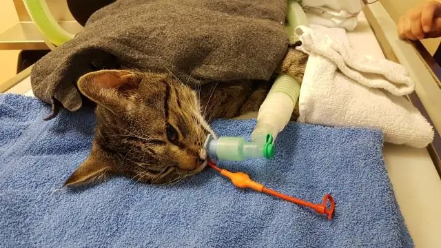 Сколько времени нужно, чтобы амитриптилин подействовал на кошек?