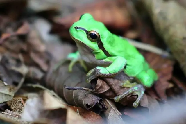 Какие звуки издает древесная лягушка?