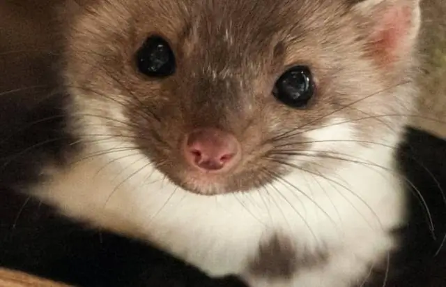 Как мне не дать цыплятам прыгнуть через забор?