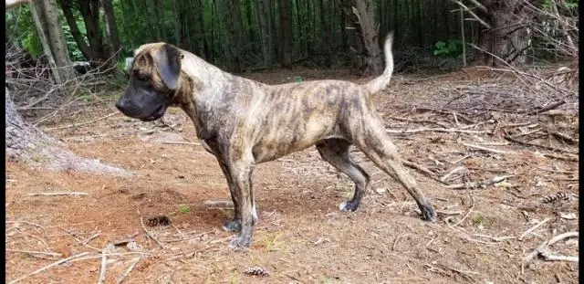 Откуда берутся Presa Canarios?