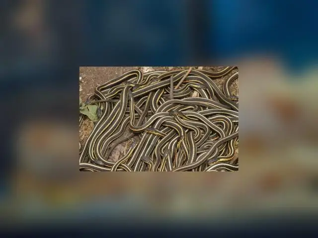 Едят ли подвязочные змеи фрукты?