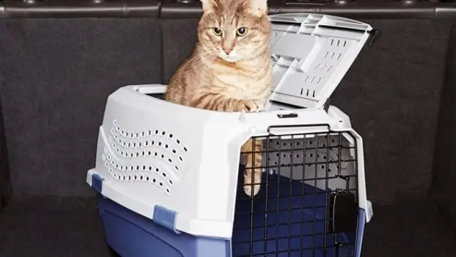 Куда ставят микрочипы кошкам?