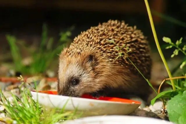 Где в саду живут ежики?