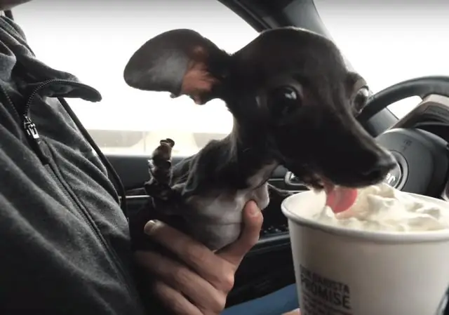 Можете ли вы завести собаку на Craigslist?