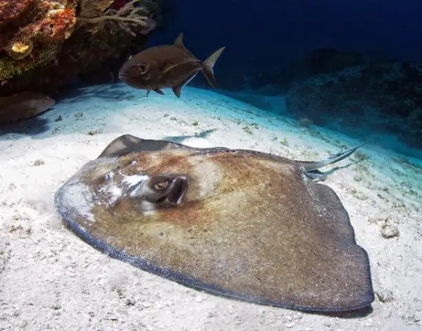 Опасны ли желтые скаты?