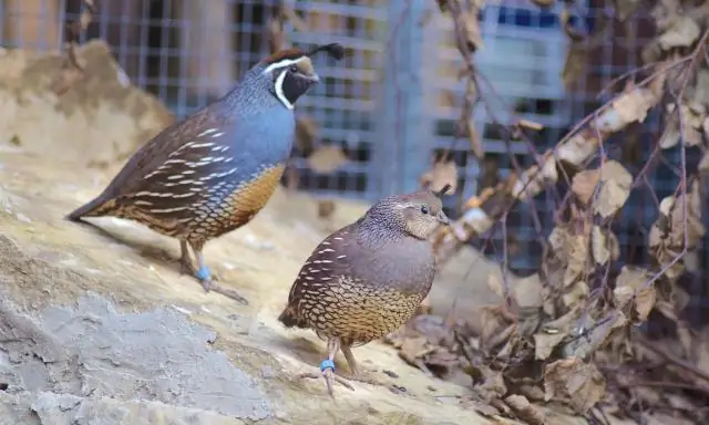 Можете ли вы завести калифорнийского перепела?