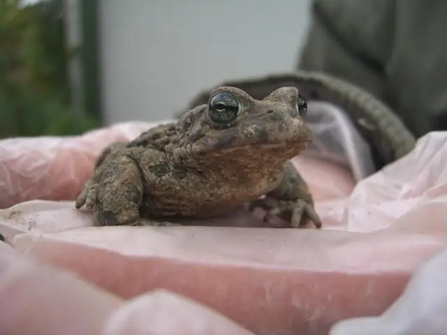 Как вы заводите жаб в своем саду?