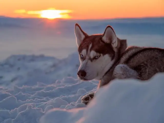 Могут ли собаки оставаться на морозе?