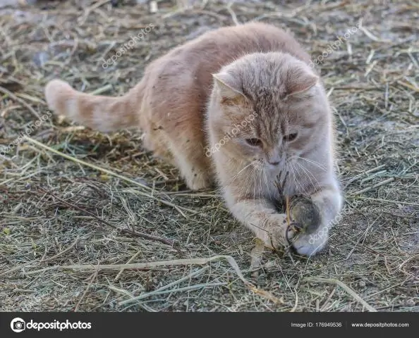 Как кошка охотится на мышку?