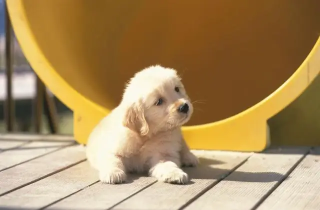 Какие щенки самые лучшие для семьи?