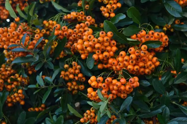 Ядовита ли лаванда для кошек?