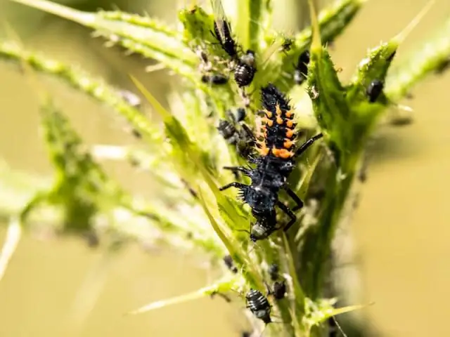 Чем питаются личинки божьей коровки, кроме тли?