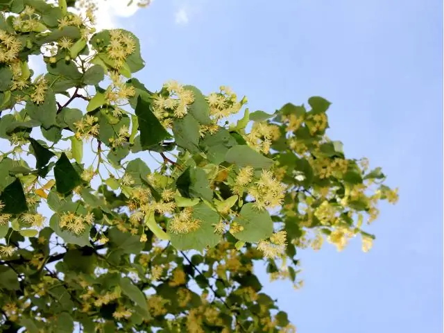 В чем разница между монофилетическими парафилетическими и полифилетическими группами?