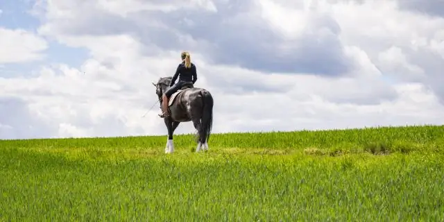 Когда вам следует завести еще одну кошку?