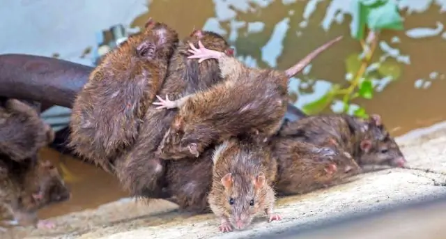 Чувствуют ли крысы любовь?