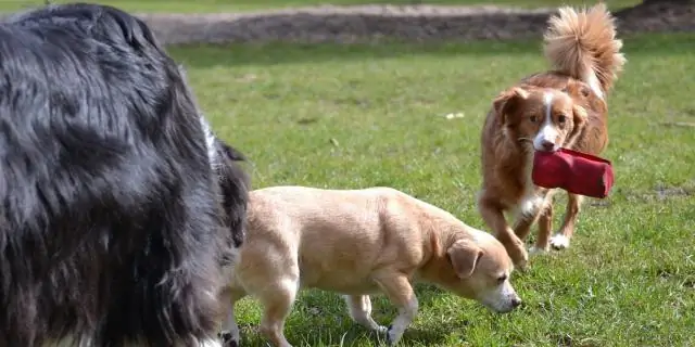 Как мне остановить мою собаку бродить?