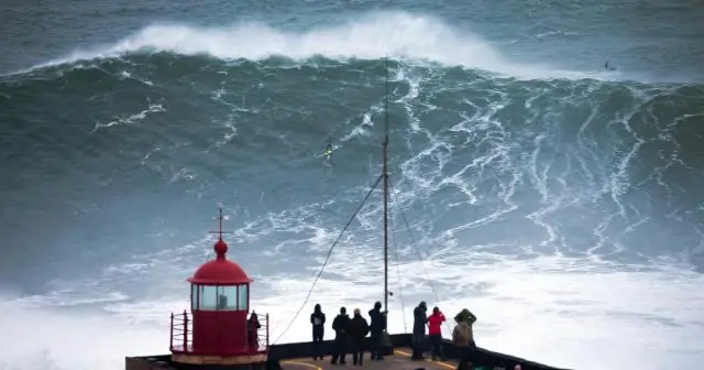 Что делает ящерицу лучшим домашним животным?