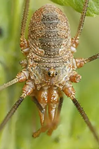 Как работает противосифонный клапан Marine?