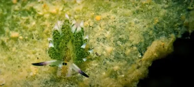 Где обычно прячутся мыши?