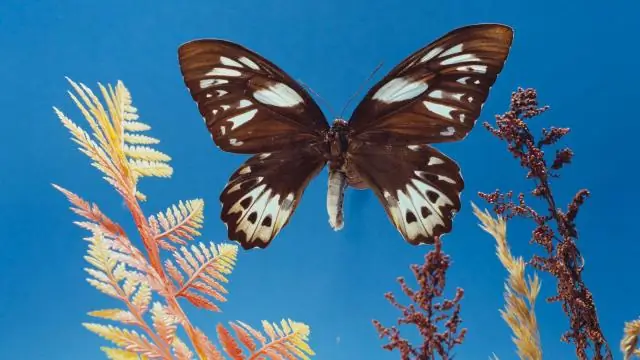 Сколько живут куры амераукана?