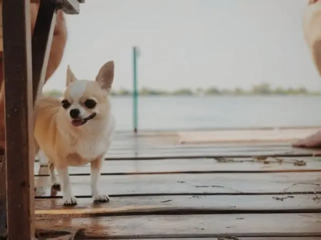 Что такое клещи Cheyletiella?