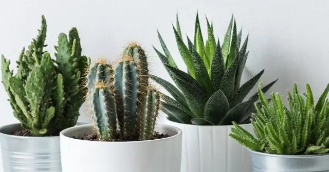 Как вы ухаживаете за драконьей пальмой?