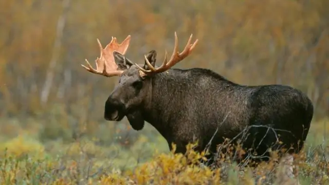 Колибри - это удача?