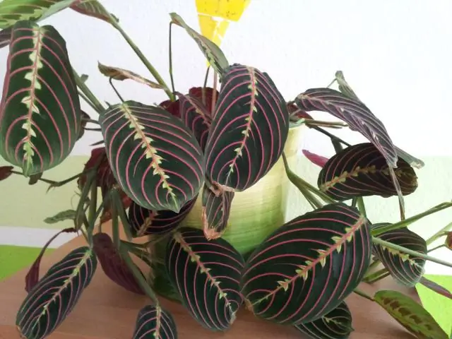 Как ухаживать за сусликом?