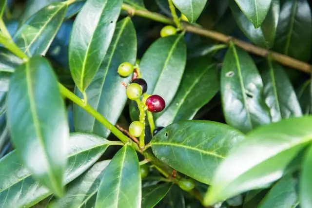 Какие суккуленты не ядовиты для собак?