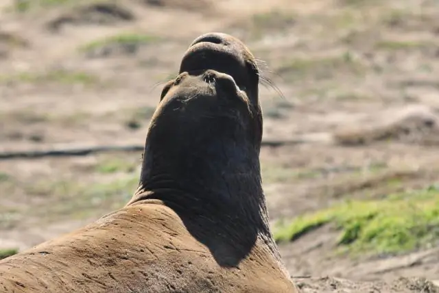 Как вы играете в злой птички?