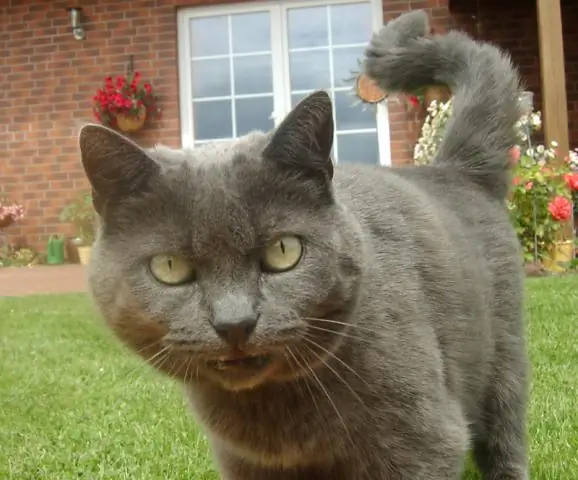 Может ли аспирин убить кошек?