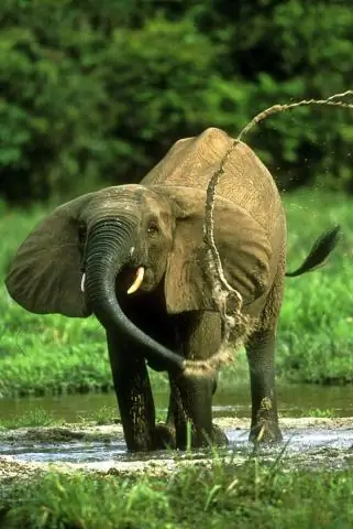 Как дышат африканские карликовые лягушки?