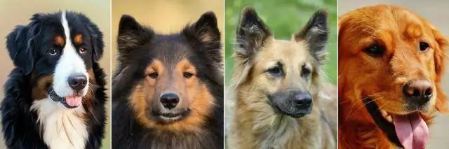 Что за животное индейка?