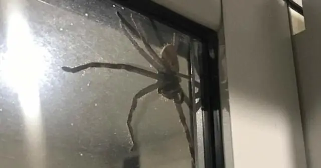 Какое самое большое наземное животное в мире?