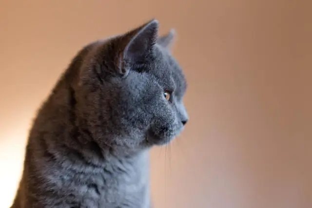 Можно ли посадить кошку в клетку на ночь?