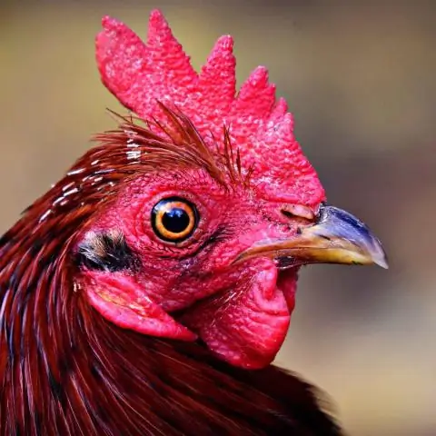 Какое животное самое чувствительное?