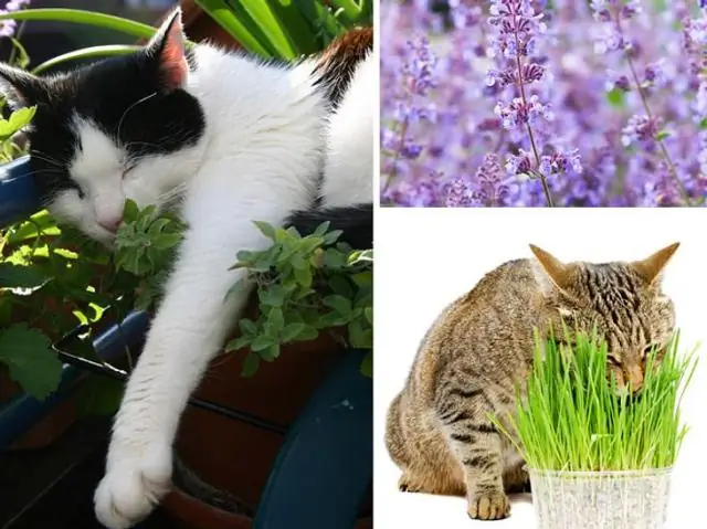 Какие травы опасны для кошек?