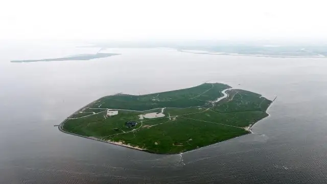 Какая ящерица самая маленькая?