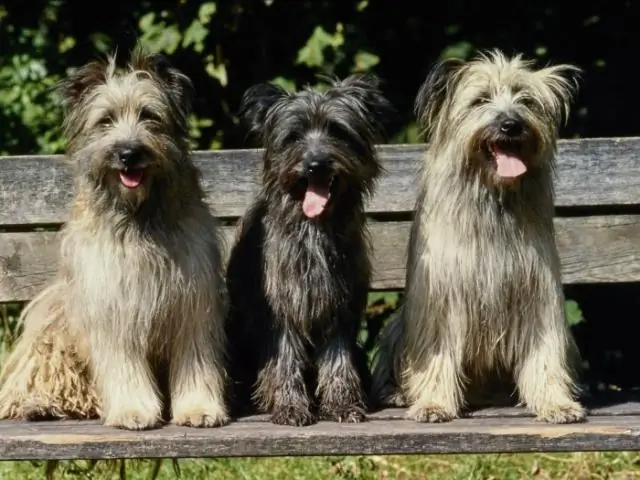 Какая собака является хорошей семейной собакой?