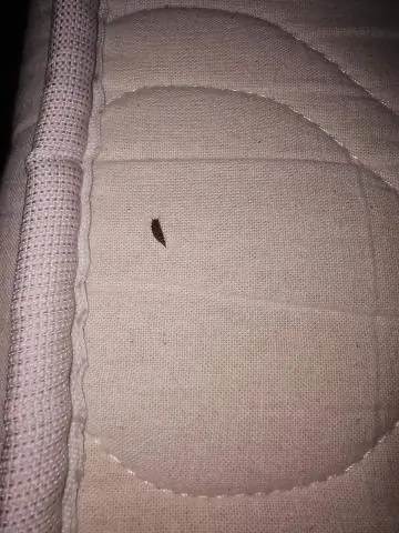 Как избавиться от запаха собачьей мочи из коврика?