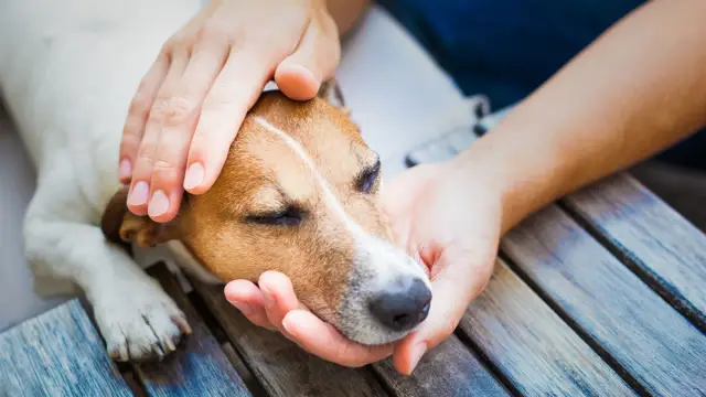 Это эвтаназ или эвтаназ?