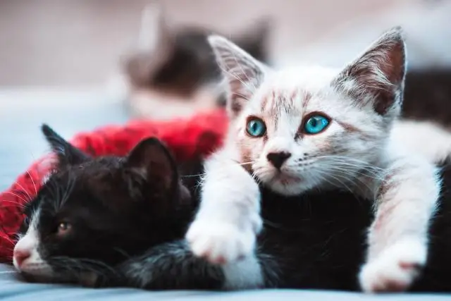 Были ли при этом ранены собаки?