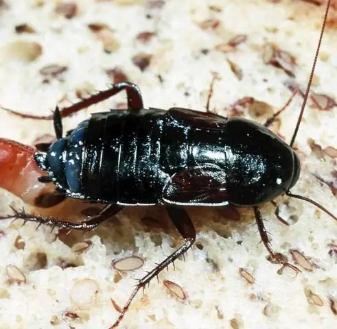 Могут ли крысы прятаться под моим домом?