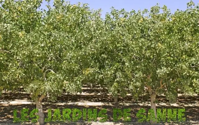 Как обрезать растение Кроссандра?