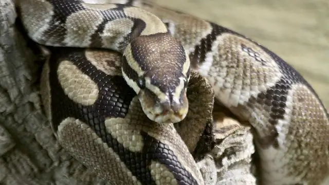 Что такое Axanthic ball python?