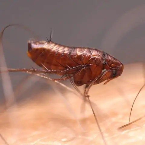 Насколько эффективен контроль над блохами Zodiac?